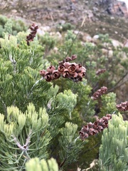 Paranomus tomentosus