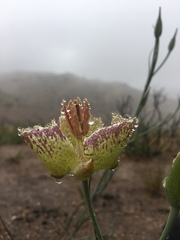 Calochortus weedii intermedius