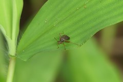 Proboscidocoris malayus