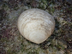 Pseudarcopagia decora