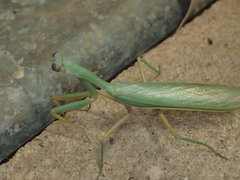 Zopheromantis loripes