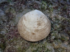 Pseudarcopagia decora