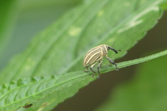 Sternuchopsis waltoni
