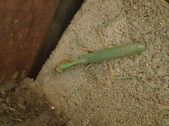 Zopheromantis loripes