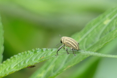 Sternuchopsis waltoni