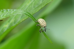 Sternuchopsis waltoni