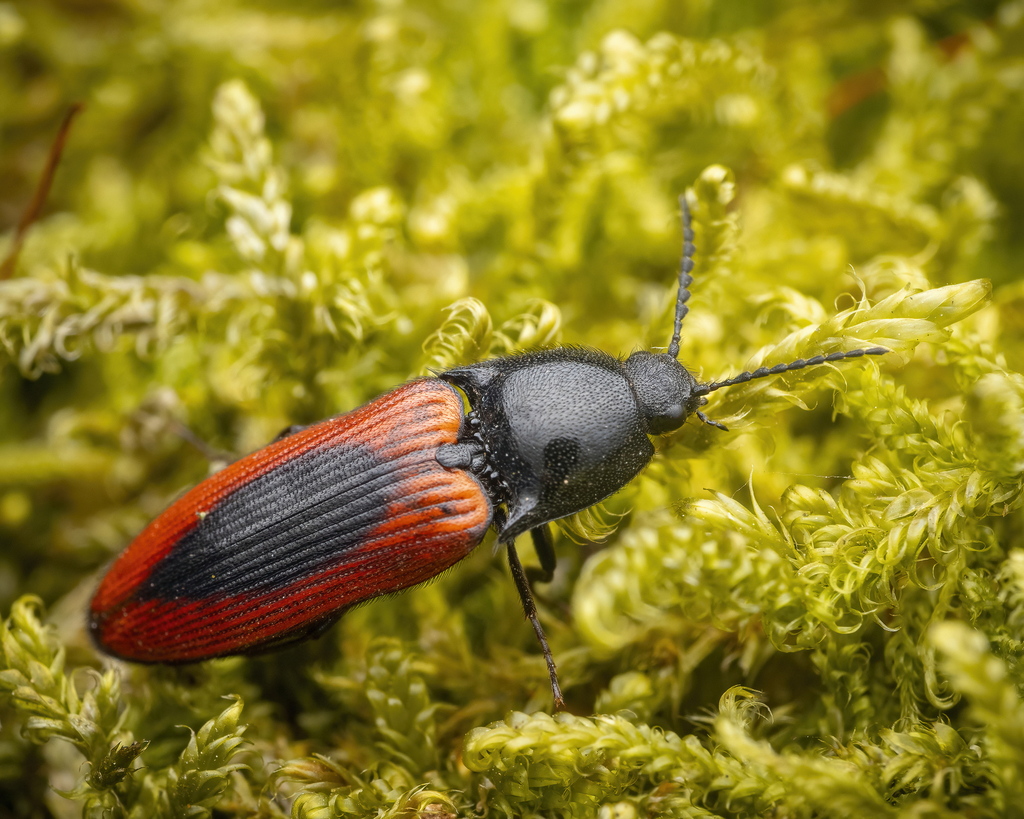 black-centered click beetle, photo 1 of 10