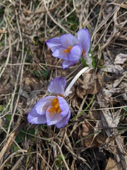 Crocus tauricus