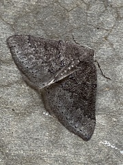 Aleucis distinctata