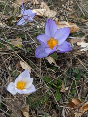 Crocus tauricus
