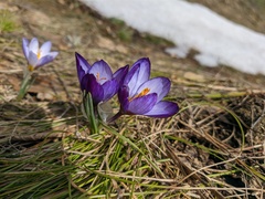 Crocus tauricus