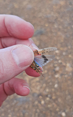 Sphingonotus fuerteventurae