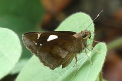 Notocrypta curvifascia