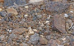 Sphingonotus fuerteventurae
