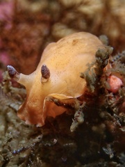 Aphelodoris