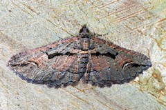 Chrysolarentia plagiocausta