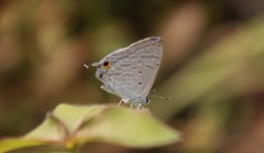 Catochrysops strabo strabo