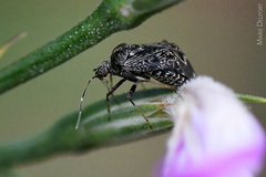 Charagochilus
