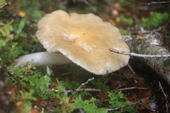 Cortinarius achrous