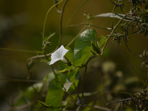 Ipomoea biflora iNat (2)