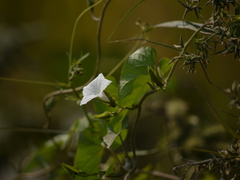 Ipomoea biflora