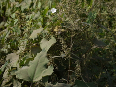 Ipomoea biflora