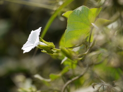 Ipomoea biflora