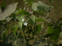 Ipomoea biflora