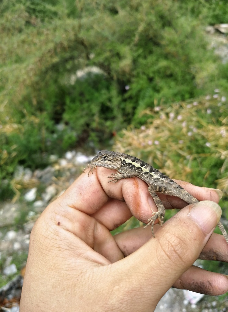 Qilin Mountain Dragon