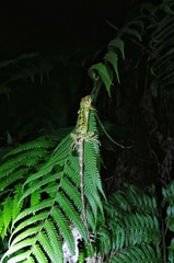 Diploderma slowinskii