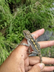 Diploderma zhaoermii