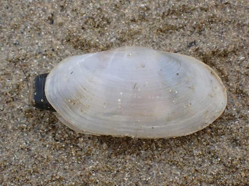 Laternula gracilis