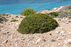 Spyridium phylicoides