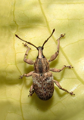 Phytoscaphus triangularis