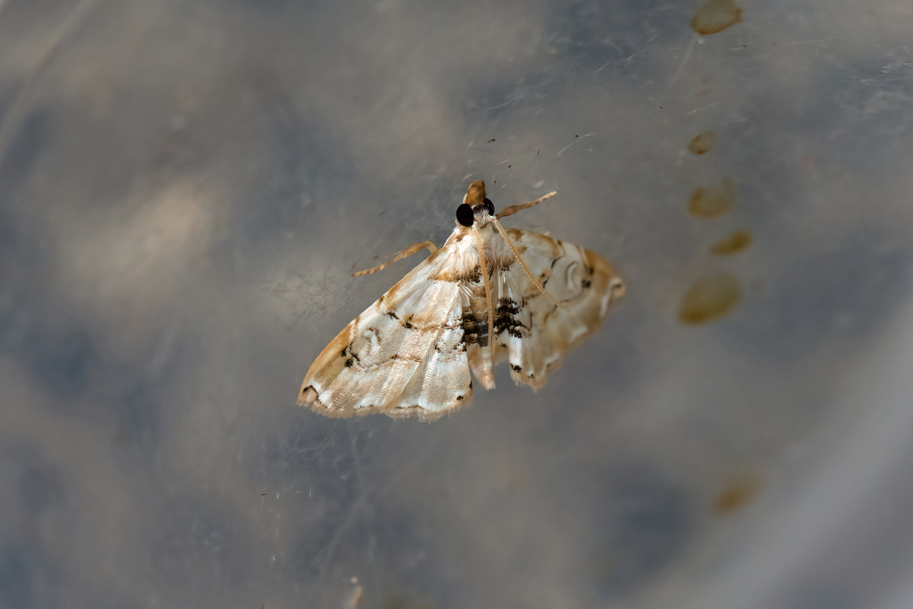 Trichophysetis whitei