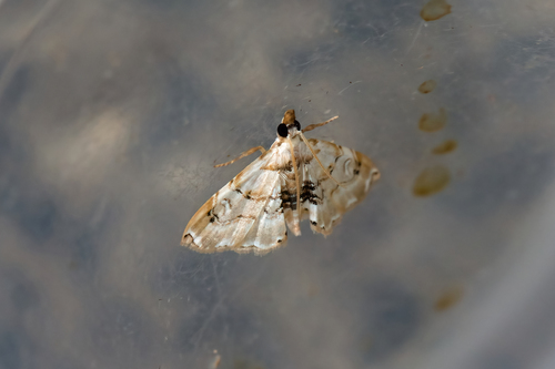 Trichophysetis whitei