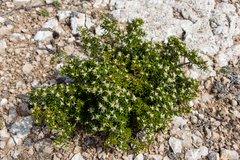 Spyridium phylicoides