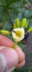 Raphanus raphanistrum landra