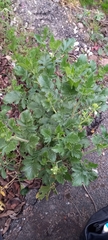 Raphanus raphanistrum landra
