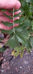 Raphanus raphanistrum landra
