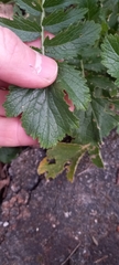 Raphanus raphanistrum landra