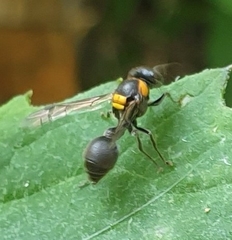 Ropalidia bicolorata