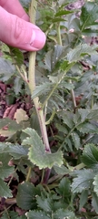 Raphanus raphanistrum landra