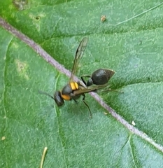 Ropalidia bicolorata