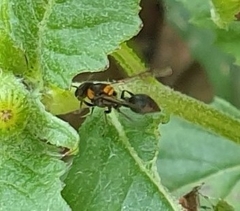 Ropalidia bicolorata