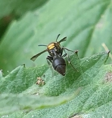 Ropalidia bicolorata