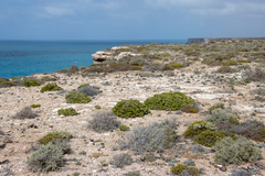 Spyridium phylicoides