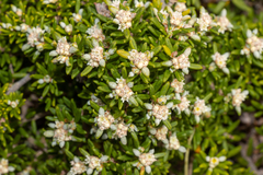 Spyridium phylicoides