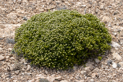 Spyridium phylicoides