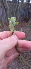 Salix caprea